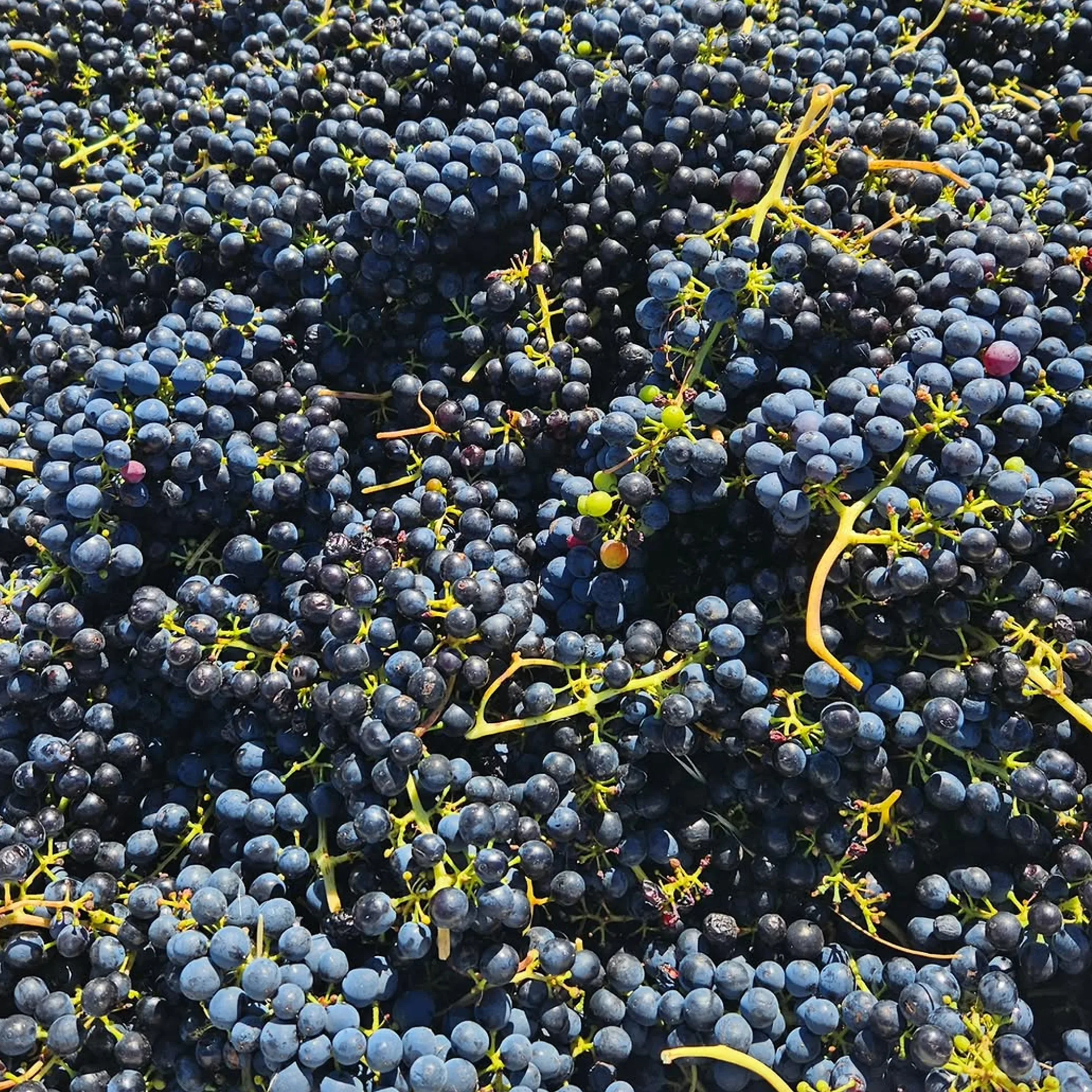 harvested wine grapes