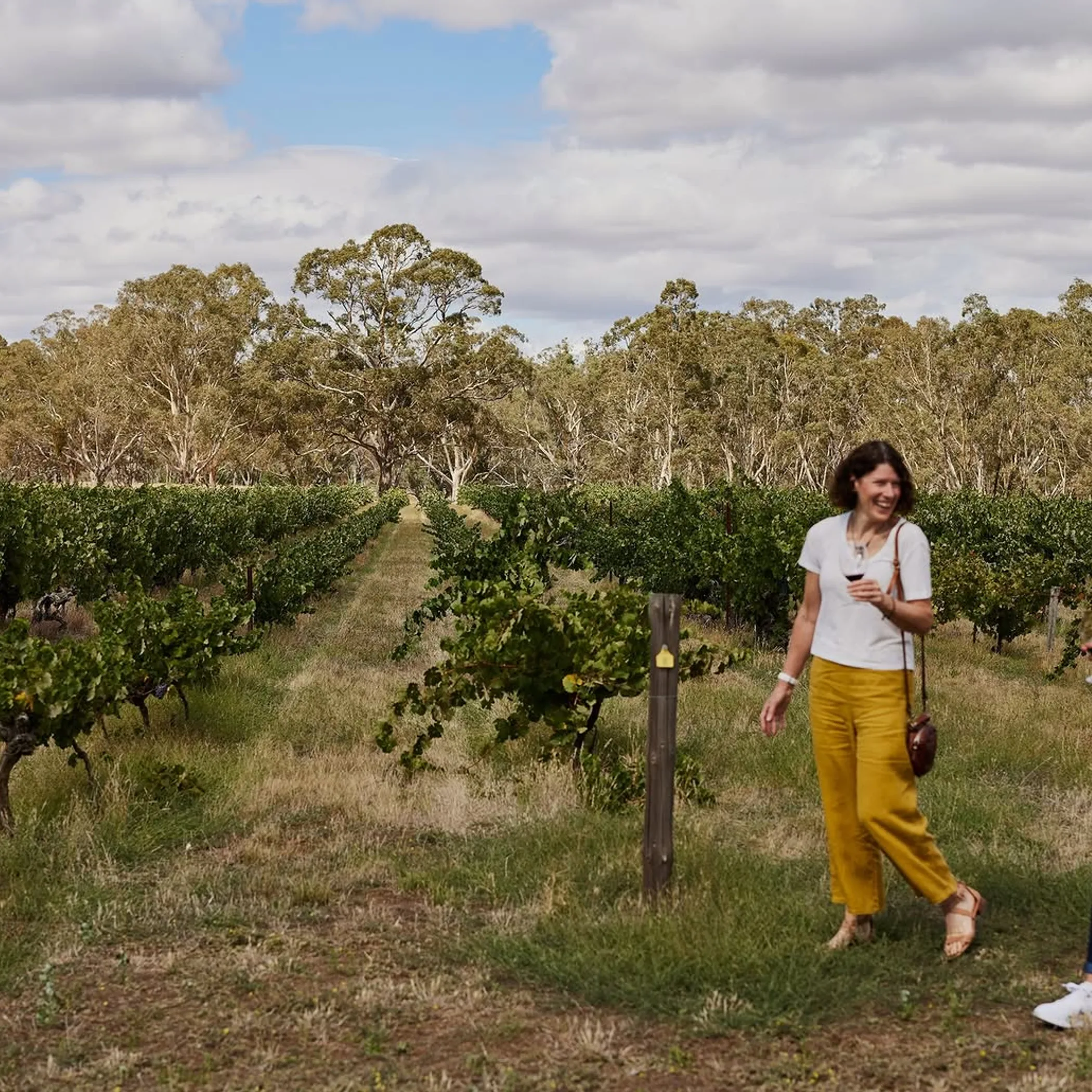 visitors in a vineyard landscape