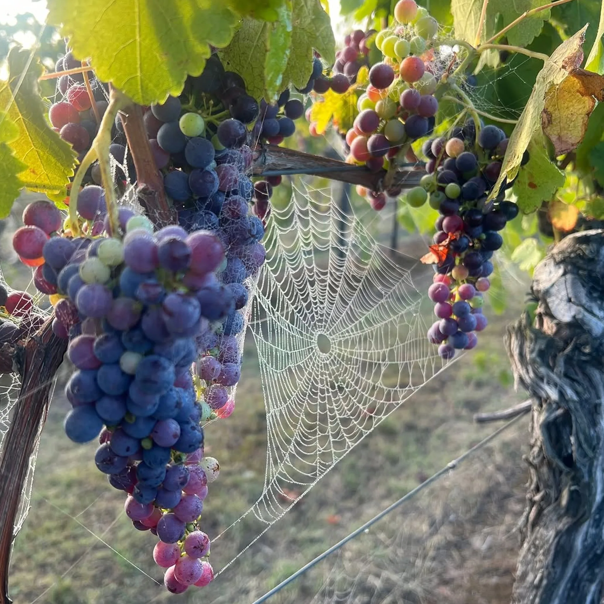 vineyard showcasing sustainable wine themes